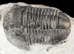 Bargain, Gerastos Trilobite Fossil - Heavily Restored #52954-1